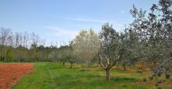 ISTRIA – OLIVES ON THE EDGE OF THE CONSTRUCTION ZONE
