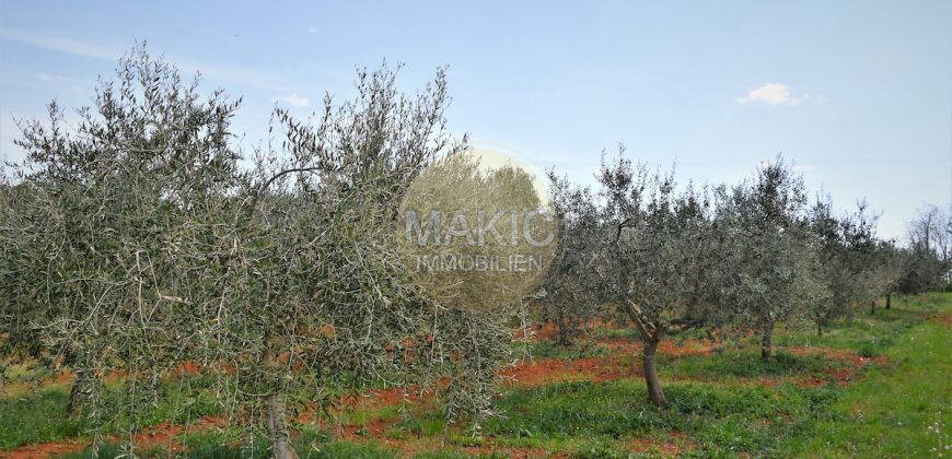 ISTRIA – OLIVES ON THE EDGE OF THE CONSTRUCTION ZONE
