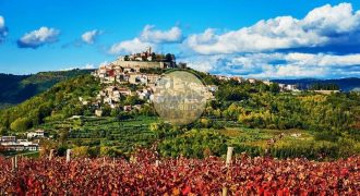 ISTRA – Vinograd s pogledom na Motovun