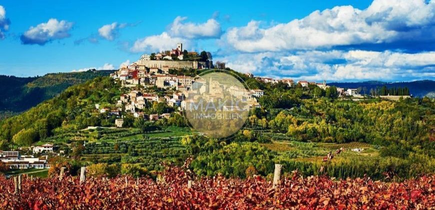 ISTRIA – Vineyard with a view of Motovun