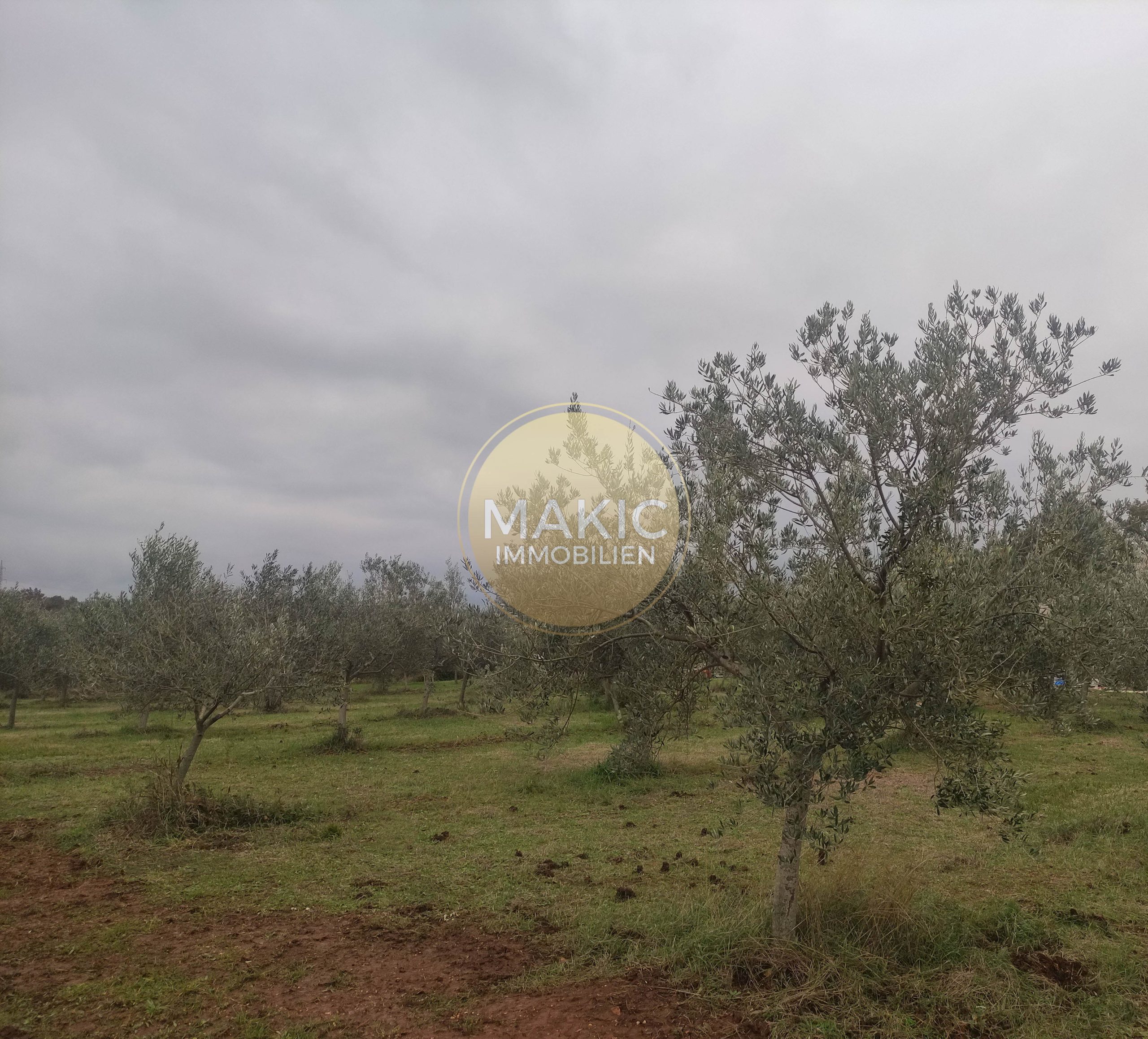 ISTRIA – AGRICULTURAL LAND IN KASTELIR